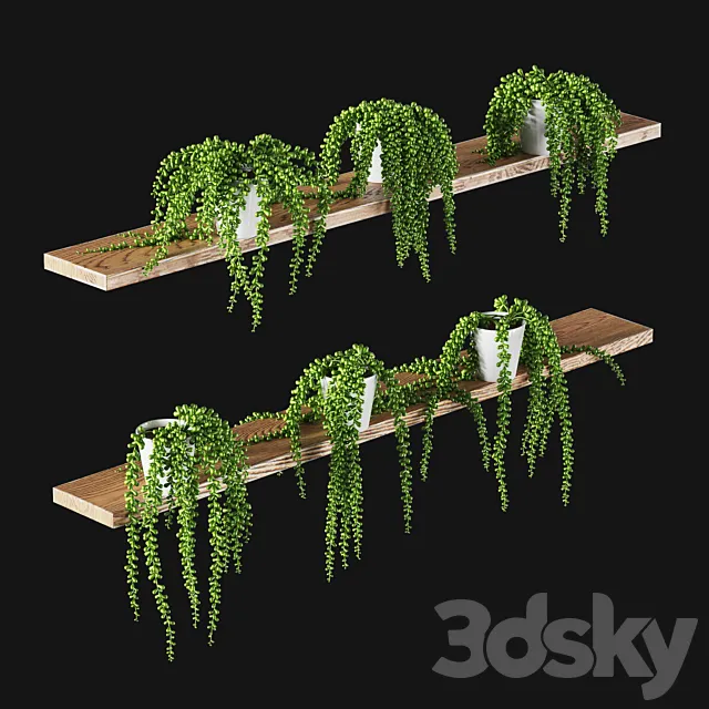 Succulents. Set of 6 models 3DModel Succulents. Set of 6 models 3DModel