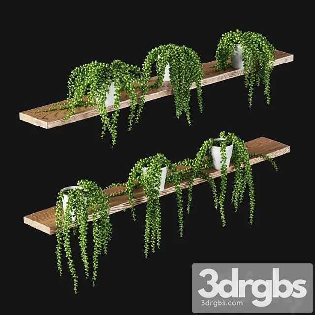 Succulents. set of 6 models Succulents. set of 6 models