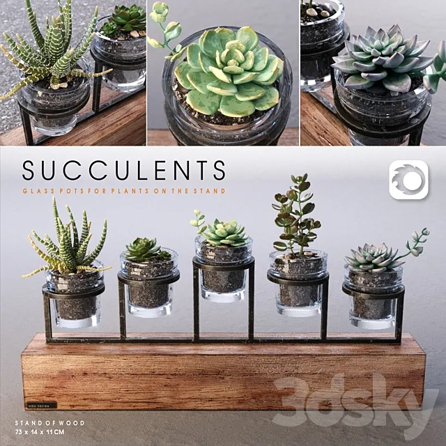 Succulents_set 3DModel Succulents_set 3DModel