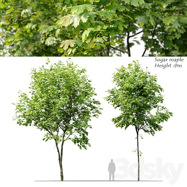 Sugar maple 3D Model