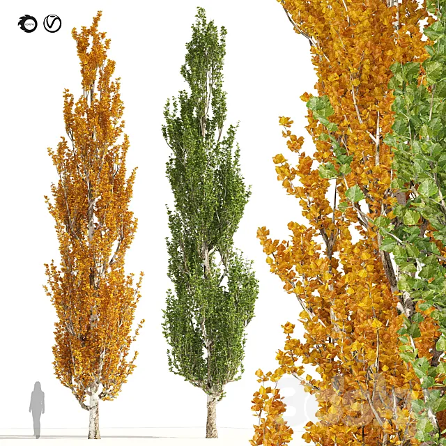 Summer and Autumn Lombardy poplar trees 3D Model