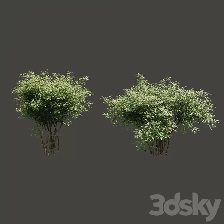Summer bushes # 2 3D Model