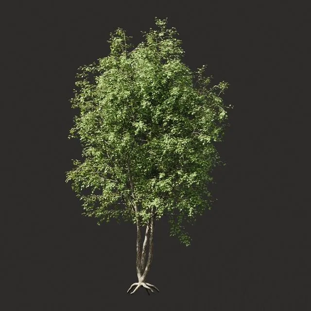 Summer tree # 03 3D Model Summer tree # 03 3D Model
