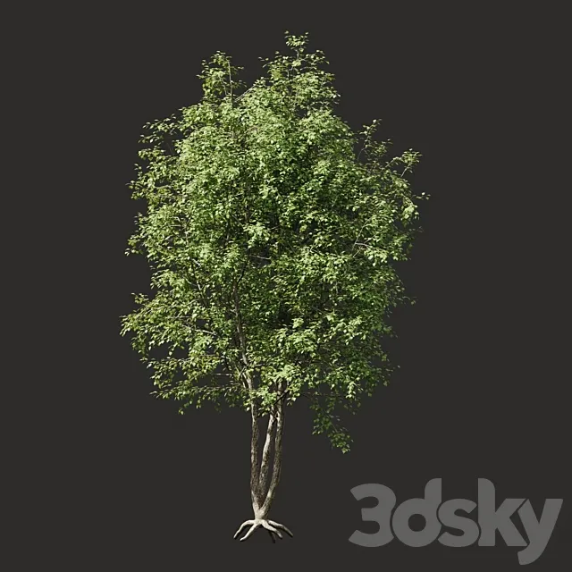 Summer tree # 03 3DModel Summer tree # 03 3DModel