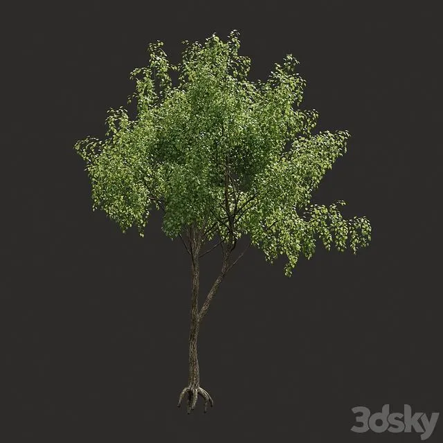 Summer tree # 04 3D Model Summer tree # 04 3D Model
