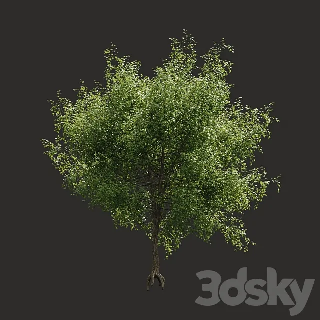 Summer tree # 05 3D Model Summer tree # 05 3D Model