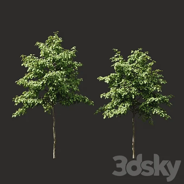 Summer tree # 07 3DModel Summer tree # 07 3DModel