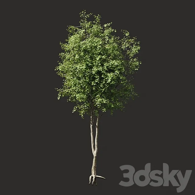 Summer tree # 2 3DModel Summer tree # 2 3DModel