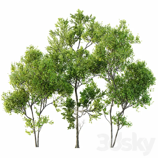 summer trees 3D Model summer trees 3D Model