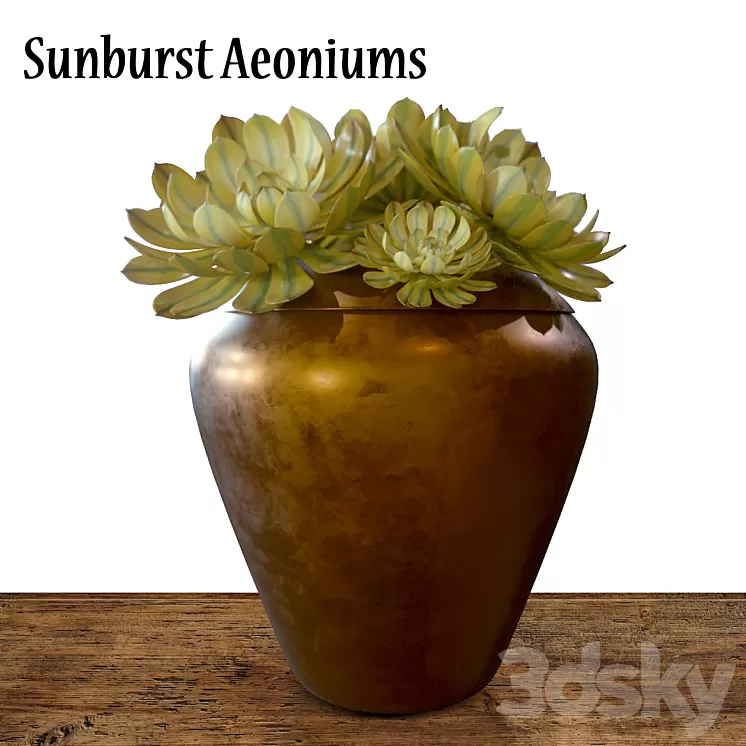 Sunburst Aeoniums 3D Model Sunburst Aeoniums 3D Model