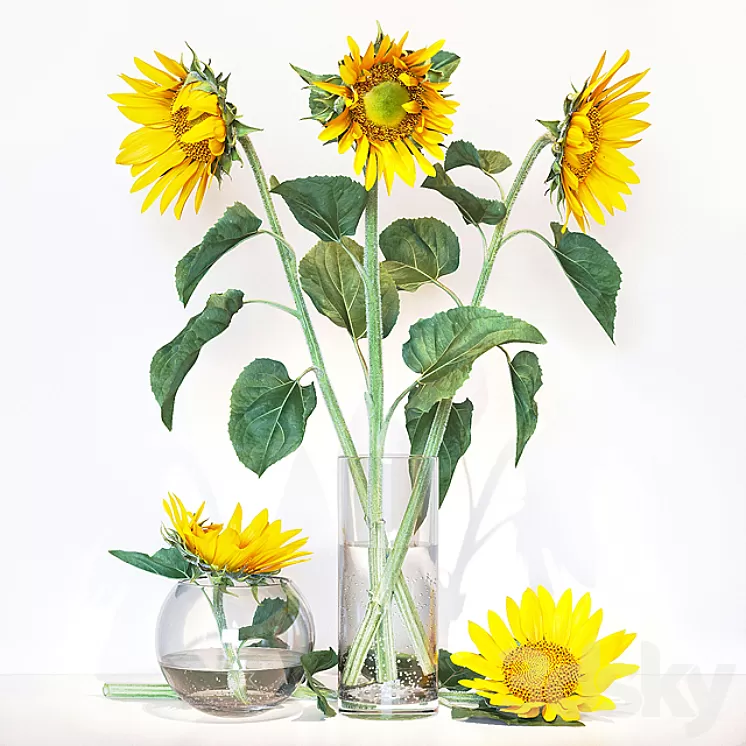 Sunflower2 3D Model