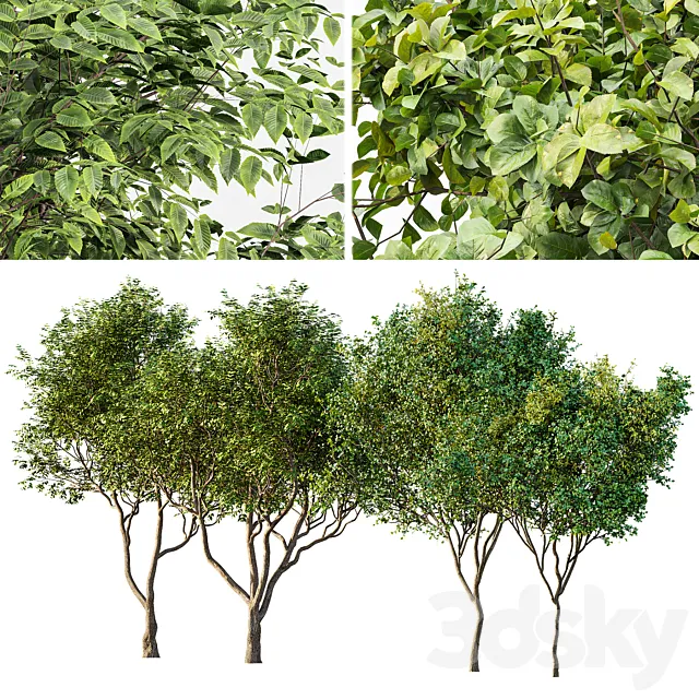 Sweet chestnut and Bush Leaf 3D Model Sweet chestnut and Bush Leaf 3D Model