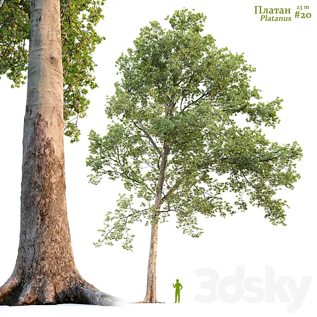 Sycamore _ Platanus #20 3D Model Sycamore _ Platanus #20 3D Model
