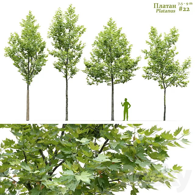 Sycamore _ Platanus #22 3D Model