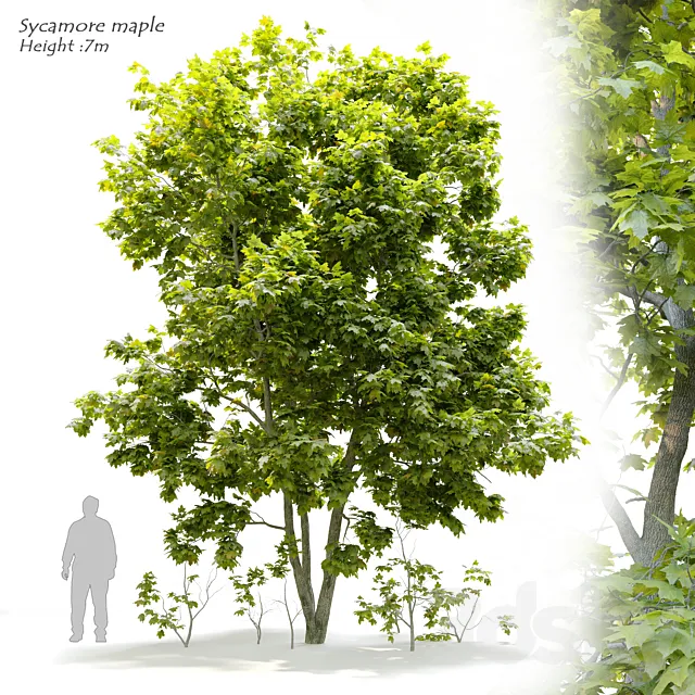 Sycamore maple 3 3D Model