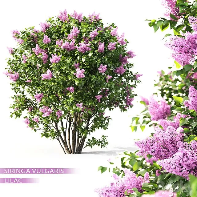 Syringa lilac 3D Model