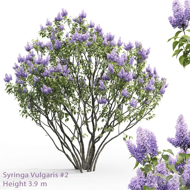 Syringa vulgaris # 2 3D Model