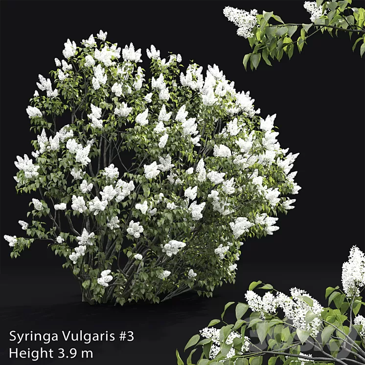 Syringa vulgaris # 3 3D Model Syringa vulgaris # 3 3D Model