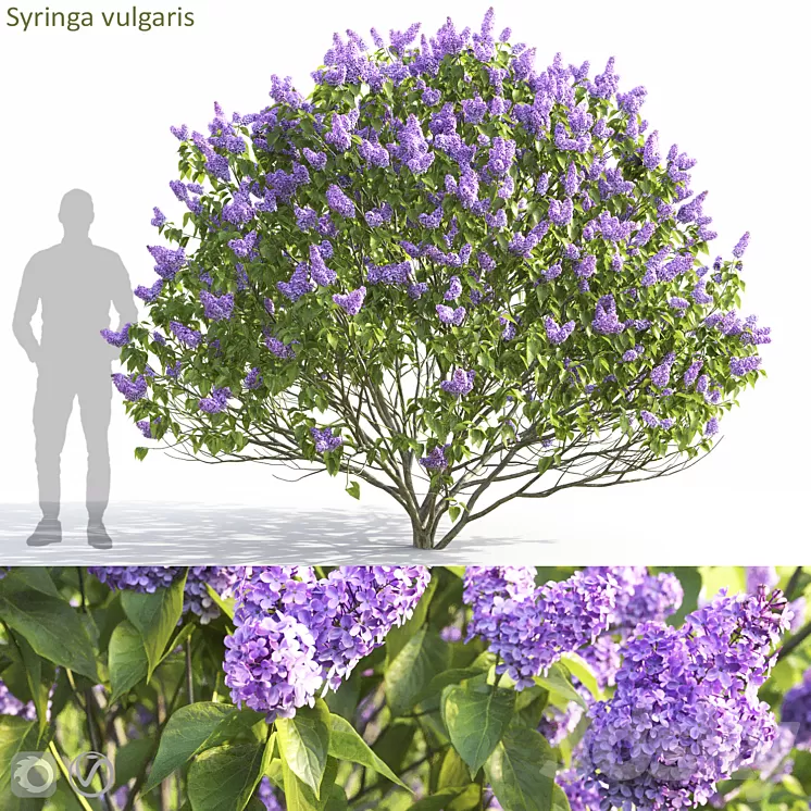 Syringa vulgaris 3D Model Free Download Syringa vulgaris 3D Model Free Download