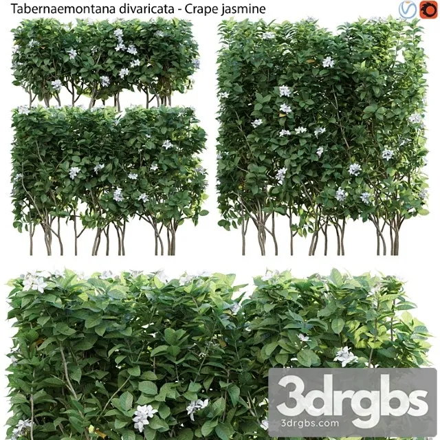 Tabernaemontana divaricata – crape jasmine – 03