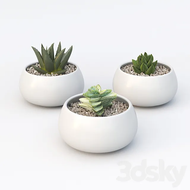 Table succulents 3D Model Table succulents 3D Model
