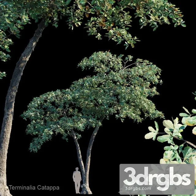 Terminalia Catappa 3D Model Download
