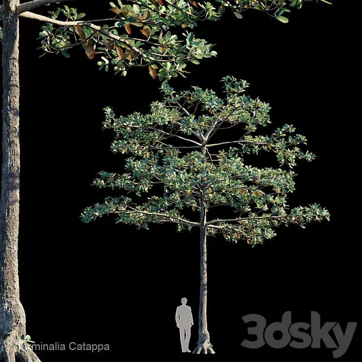 Terminalia catappa 3D Model