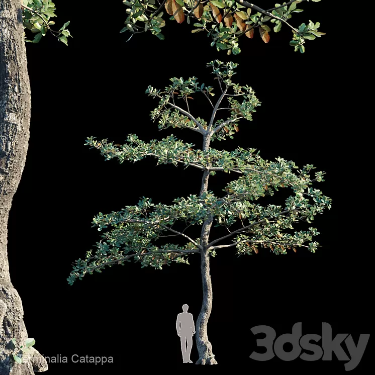 Terminalia Catappa_Var1 3D Model