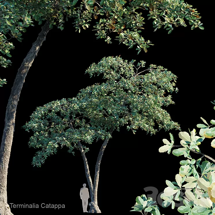 Terminalia Catappa_Var4 3D Model
