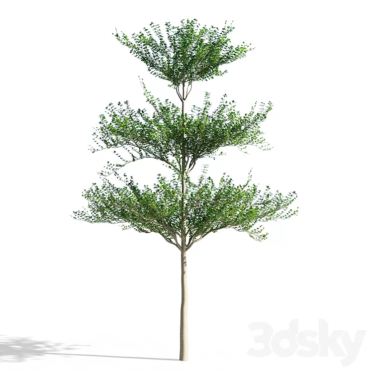 Terminalia mantaly 1 3D Model