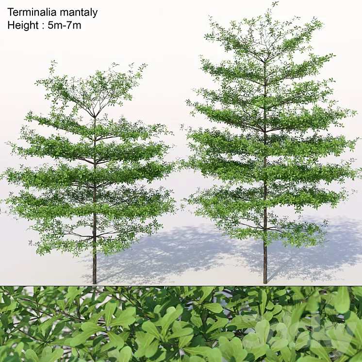 Terminalia mantaly 3D Model