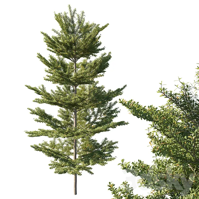 Terminalia mantaly Madagascar almond 3D Model