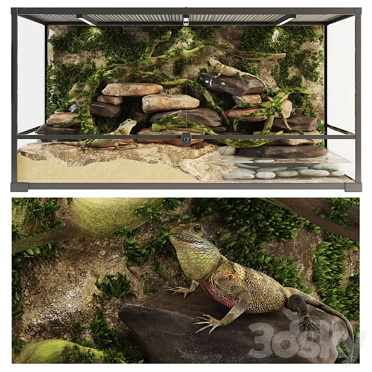 Terrarium Agama 3D Model