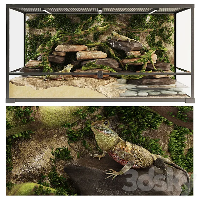 Terrarium Agama 3DModel Terrarium Agama 3DModel