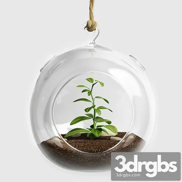 Terrarium for herbs Terrarium for herbs