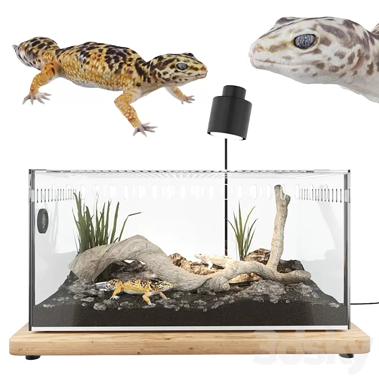 Terrarium with geckos 3D Model - 3DSKY Decor Helper