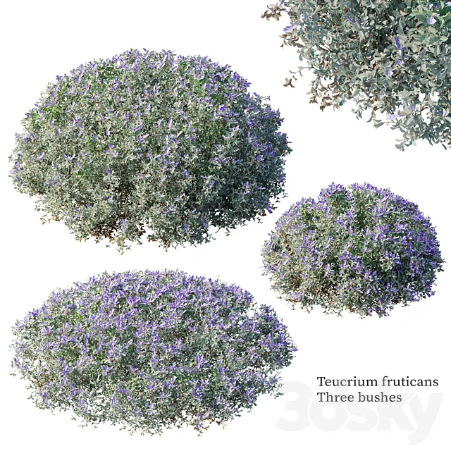 Teucrium fruticans 3D Model