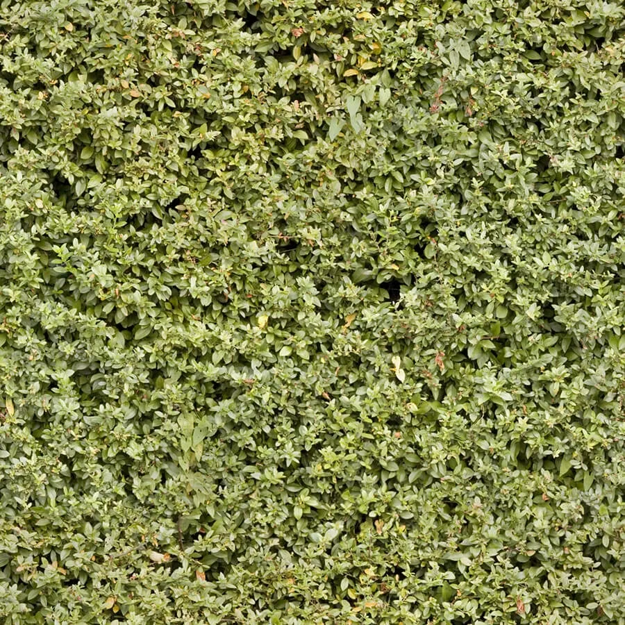 textures – Organic 36 3D Model textures – Organic 36 3D Model