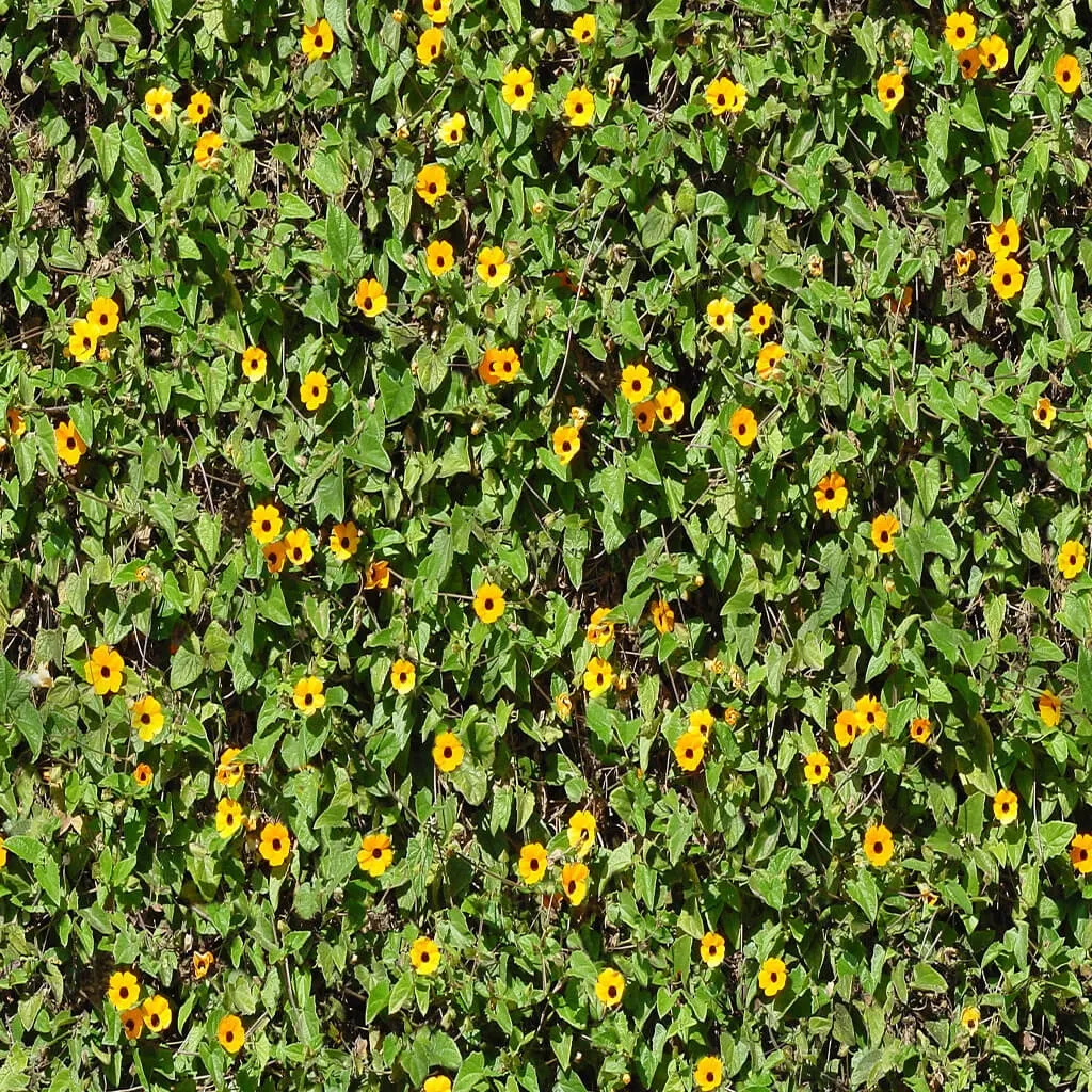 textures – Organic 5 3D Model