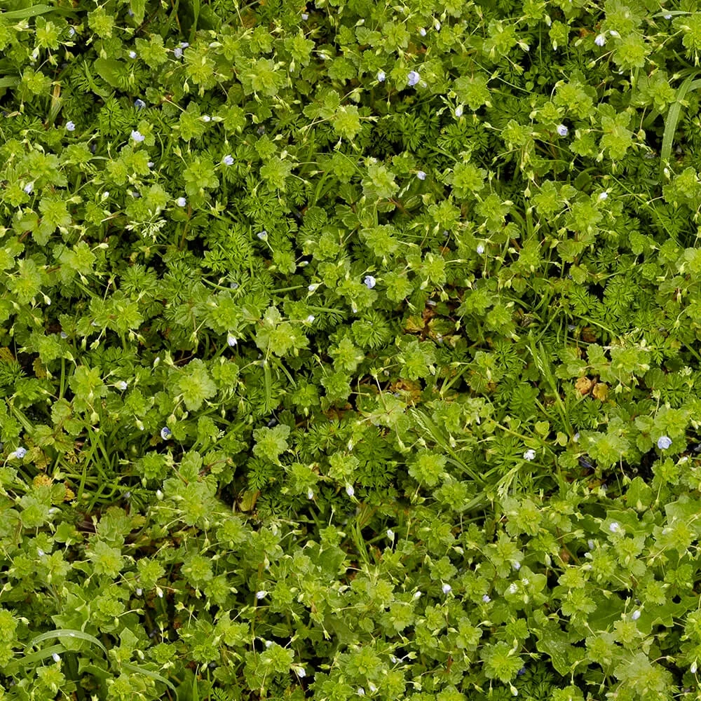 textures – Organic 7 3D Model