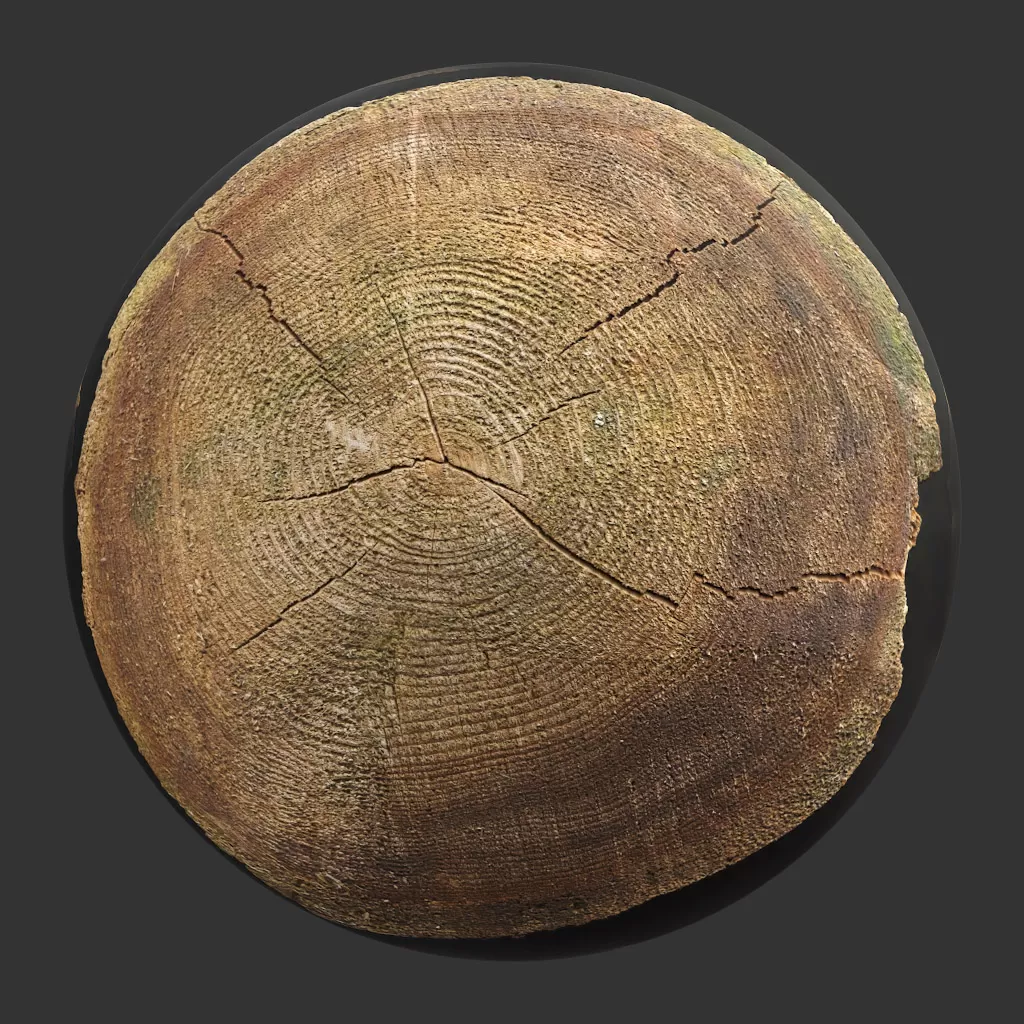 TEXTURES – WOOD – TreeTrunkCut_002