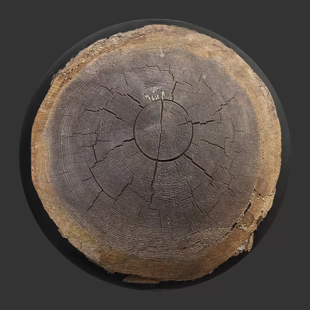 TEXTURES – WOOD – TreeTrunkCut_003