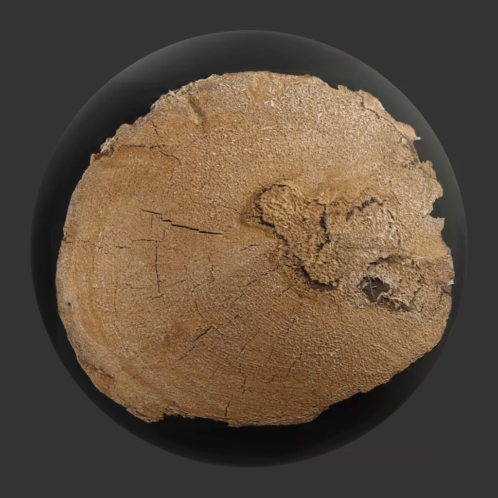 TEXTURES – WOOD – TreeTrunkCut_007