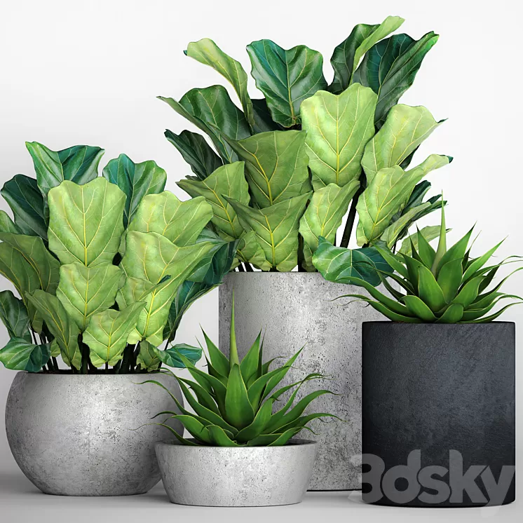 The collection of plants in pots 18. ficus lyre flower pot flowerpot concrete bush agave interior decorative lyrata 3D Model