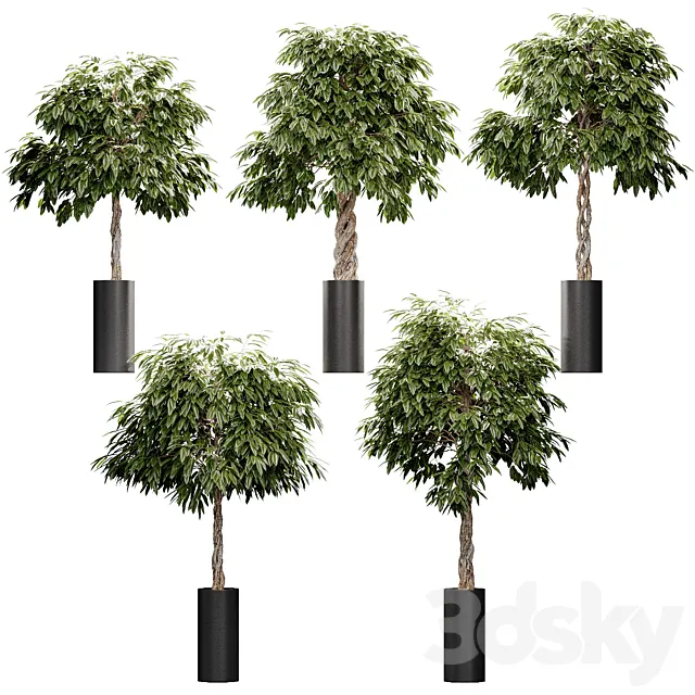 The ficus is large. 5 models 3D Model