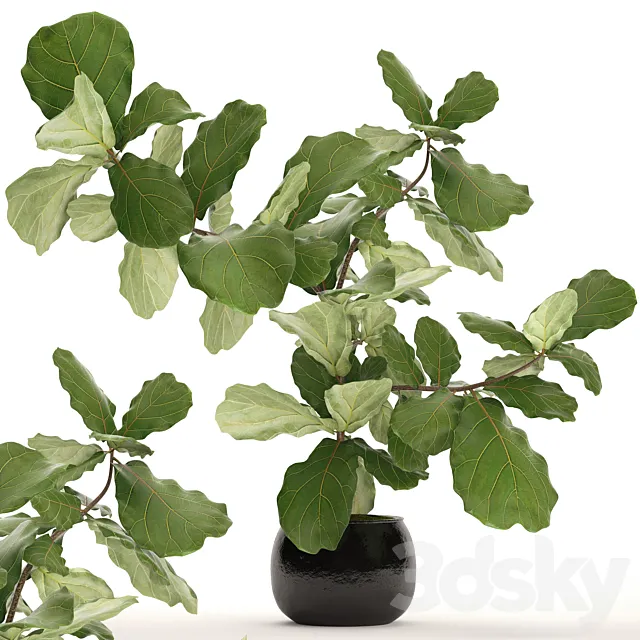 The ficus is lyrate. 15. ornamental tree bush ficus lyrata indoor interior 3D Model The ficus is lyrate. 15. ornamental tree bush ficus lyrata indoor interior 3D Model