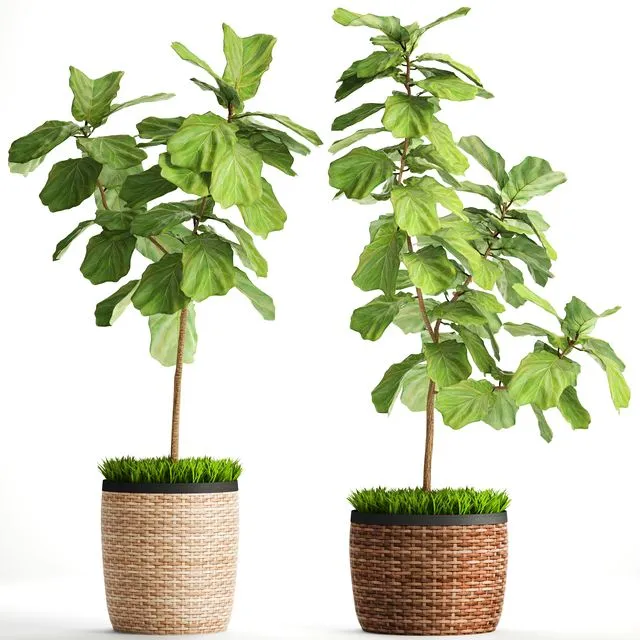 The ficus is lyrate. Collection. 2 3D Model The ficus is lyrate. Collection. 2 3D Model