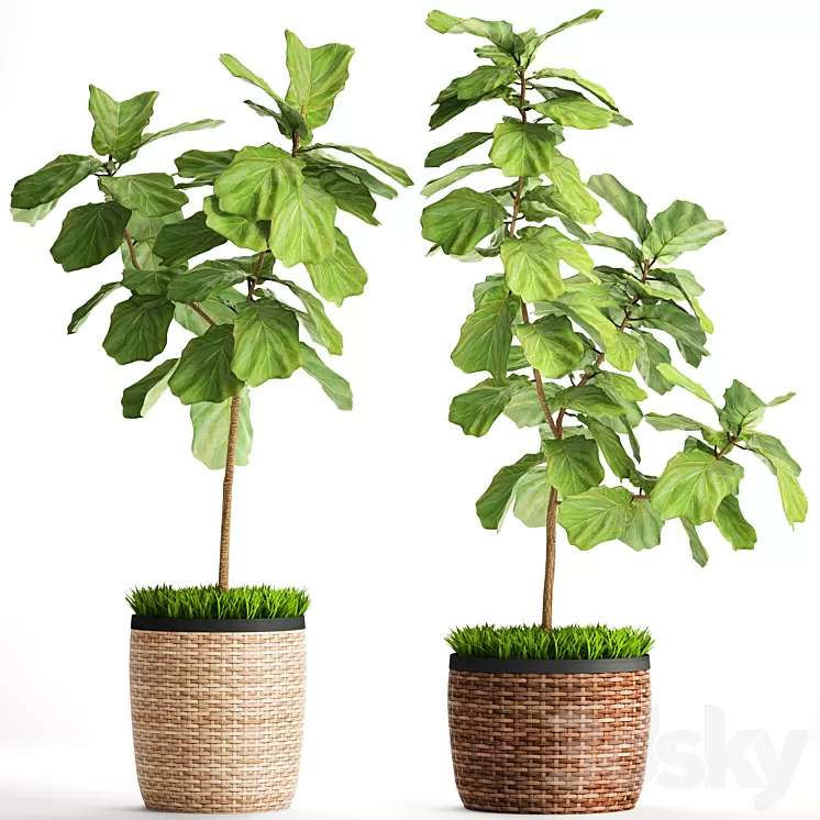 The ficus is lyrate. Collection. 2. basket rattan tree ficus lyrata interior decorative 3D Model The ficus is lyrate. Collection. 2. basket rattan tree ficus lyrata interior decorative 3D Model
