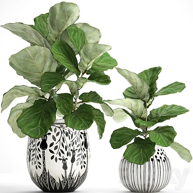 The ficus is lyrate. eleven. ficus lyrata decorative bush room interior flower pot 3D Model The ficus is lyrate. eleven. ficus lyrata decorative bush room interior flower pot 3D Model