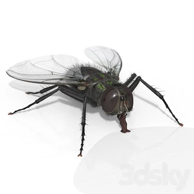 The Fly 3D Model
